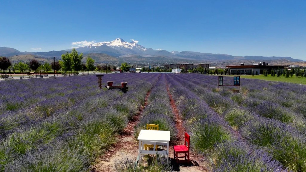 Erciyes Manzarasıyla Mor Şölen: Lavanta Bahçesi Ziyaretçilerin Yeni Gözdesi