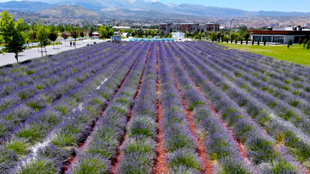 Erciyes Manzarasıyla Mor Şölen: Lavanta Bahçesi Ziyaretçilerin Yeni Gözdesi